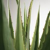 Sullivans Artificial Potted Agave 54"H Green - 2 of 4