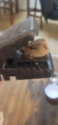 Guest review image 1 of 1, zoom in