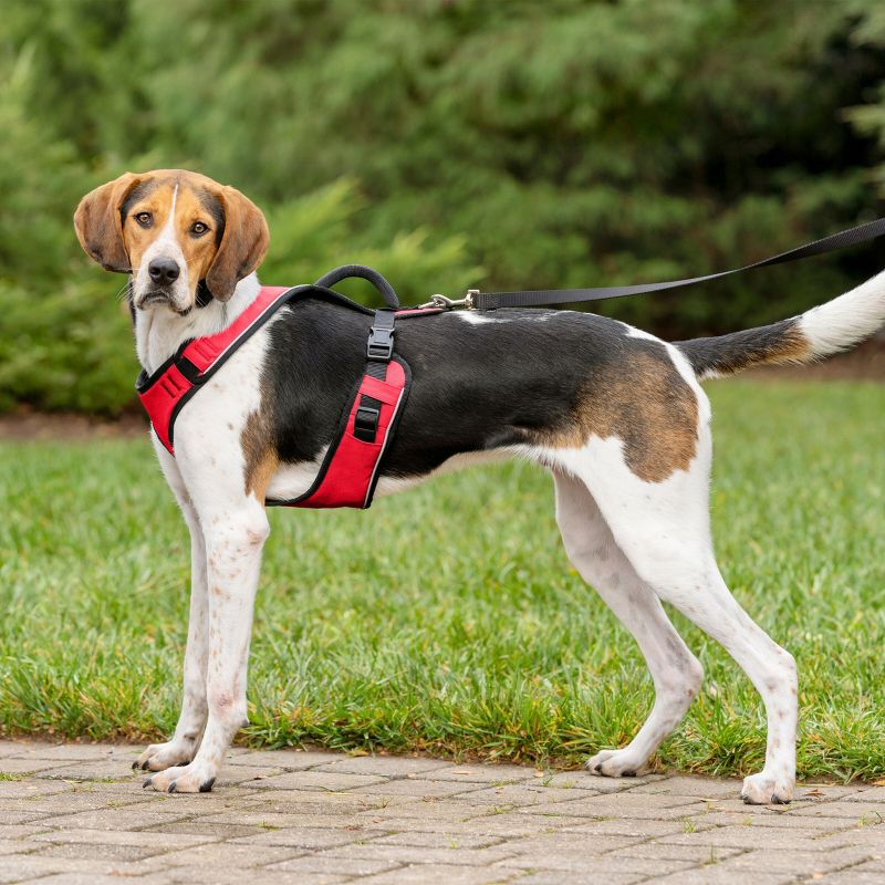 PetSafe EasySport Adjustable Dog Harness, 5 of 11