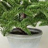 Potted Spruce Artificial Tree - Hearth & Hand™ with Magnolia - 3 of 4