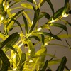 Nearly Natural 6-ft Lighted Artificial Olive Tree with 300 Warm White LED Lights - 3 of 4