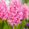 Set of 10 Hyacinths Pink Pearl Set Bulbs - Van Zyverden - 3 of 4
