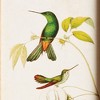 Plum & Post Hummingbirds In Blooms Study, Set Of 8 - Multicolor Prints - 3 of 4