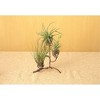 Ancient Graffiti Standing Triple Air Planter – Decorative Metal Display for Air Plants, Black, 8" - 2 of 3