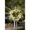 Mixed Daisy Floral Wreath 24"D - 4 of 4