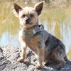 Doggie Design American River Solid Ultra Choke Free Dog Harness - Fossil Brown - 2 of 4