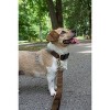 Country Brook Petz Deluxe Nylon Dog Collar and Leash - 4 of 4