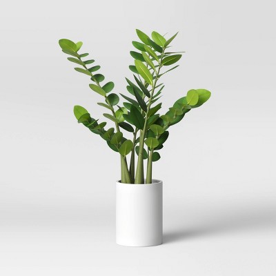 23" x 18" Artificial Zamioculcas Zamiifolia Plant in Pot - Project 62™