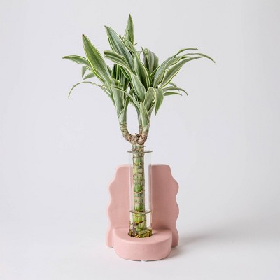 Savvy Pink - Good Little Garden™