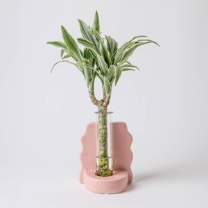 Savvy Pink - Good Little Garden™ - 1 of 4