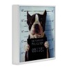 Stupell Industries Boston Terrier Jail Convicted Mugshot, 17" x 17" - 3 of 4