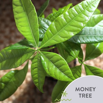 Elegant 24-Inch Green Money Tree in White Ceramic Pot