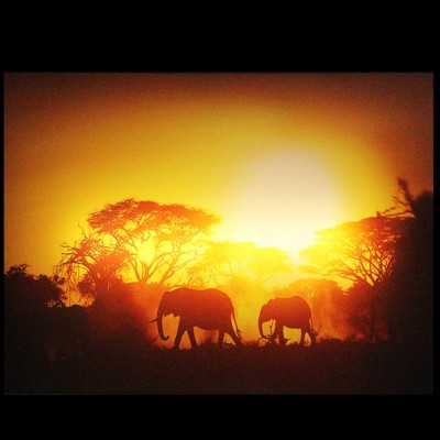 Safari Sunset LED Backlit Elephant Canvas Wall Art 15.75"
