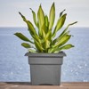 Bloem Veranda Resin Square Box Planter with Optional Knock-Out Drainage - 2 of 4
