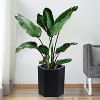16 Inch Tall Planters Set of 2, Indoor Plants with Water Level Monitor & Drainage Hole & Wheels, Large Planter Pots for Patio, Porch - 3 of 4
