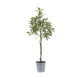 Melrose Poted Olive Tree - 1 of 1