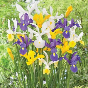 Van Zyverden 100ct Bulbs Dutch Iris Mixed - 1 of 4