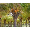 Organic Brown Coconut Sugar - by Food To Live - 4 of 4