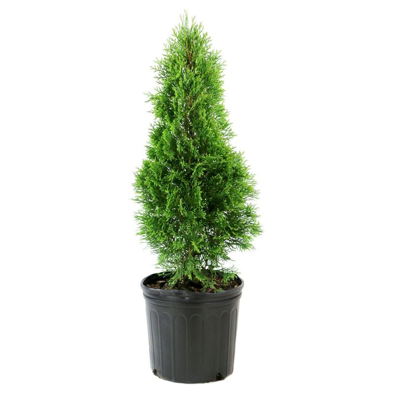 Arborvitae &#39;Emerald Green&#39; 1pc - National Plant Network U.S.D.A Hardiness Zone 4-9 - 2.25 Gallon, 3 of 5