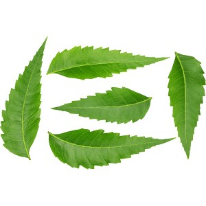 Rani Brand Authentic Indian Foods | Fresh Leaves - 1 of 1