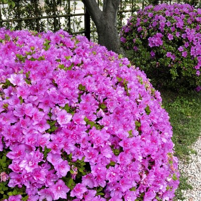 Azalea 'Poukhanense Compacta' 2.5qt U.S.D.A. Hardiness Zones 4-9 - 1pc - National Plant Network