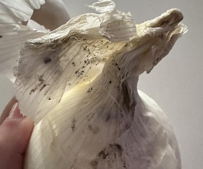 Guest review image 1 of 1, zoom in