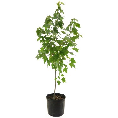 2.25gal Red Maple Tree - National Plant Network