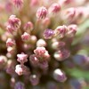 Set of 7 Allium Karataviense Bulbs - Van Zyverden - 3 of 4