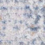 beige/blue