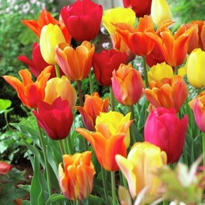 Van Zyverden Set of 15 Bulbs Tulips Fire Pot Blend - 1 of 3