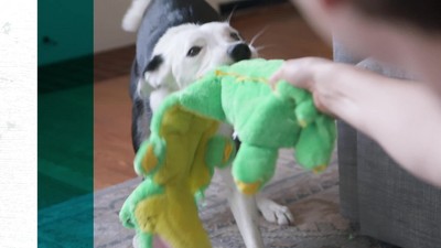 Outward Hound Mega Squeaks Long Body Gator Plush Dog Toy, 3XX