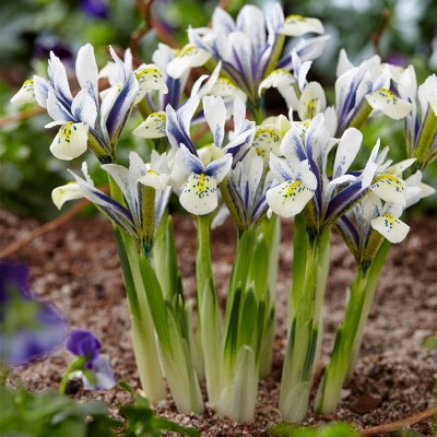 8ct Dwarf Iris Eye Catcher Bulbs - Van Zyverden