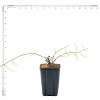 Van Zyverden 20" Clematis Sweet Autumn 4" Potted Rocketliners Clematis - 3 of 4