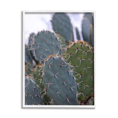 Stupell Prickly Cactus Desert Photography Framed Giclee