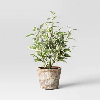 15" Variegated Ficus Artificial Plant - Threshold™ designed with Studio McGee
