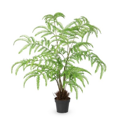 Park Hill Collection Tree Fern In Growers Pot : Target