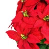 Puleo 22" Pre-Lit Battery-Operated Artificial Potted Red Poinsettias - 4 of 4