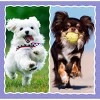 Trefl 3in1 Lovely Dogs Kids Jigsaw Puzzle - 107pc - 4 of 4