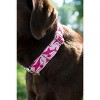 Country Brook Petz Premium Pink Sharks Dog Collar and Leash - image 3 of 4