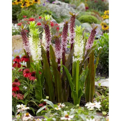 Van Zyverden Set of 5 Eucomis Indian Summer Roots