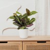 
Live 4" Red Maranta Potted Houseplant - 2 of 3