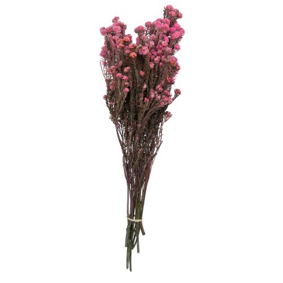 Vickerman Cotton Phylica Flower Bundle, Preserved 4oz