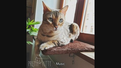 Pretty Kitty Window Cat Bed for The Window Sill - Brown