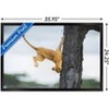 Trends International The Comedy Wildlife Photography Awards: Jennifer Hadley - Not So Cat Like Framed Wall Poster Prints - 3 of 4
