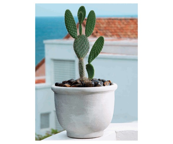 14'' Agave Planter - Gray - Crescent Garden