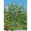 Tall Expandable Pea Trellis - 2 of 4