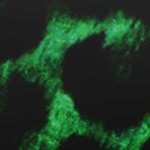 green leopard