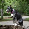 Country Brook Petz HossFit Jr Wide Martingale Dog Collar - Attitude Collection - 3 of 4
