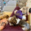 Parisian Pet 'Spoiled Rotten' Dog Shirt – Funny Embroidered T-Shirt for Dogs & Cats, Purple - 3 of 3