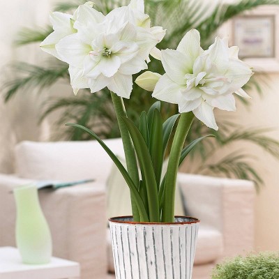 Amaryllis Kit White Nymph with White Chalk Metal Cachepot - Van Zyverden